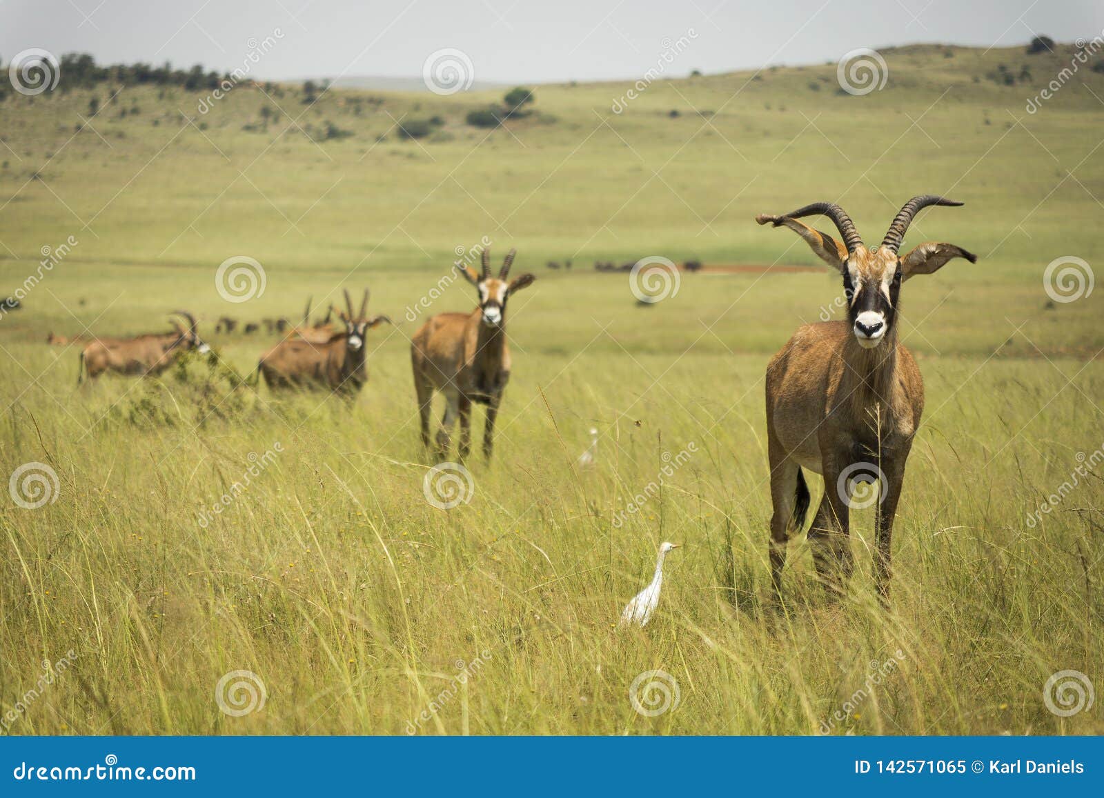 roan antelope africa in the grasslands